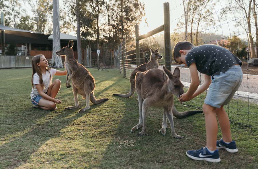 Paradise Country: Ultimate Aussie Farm Experience - Baby animals, koalas and kangaroos