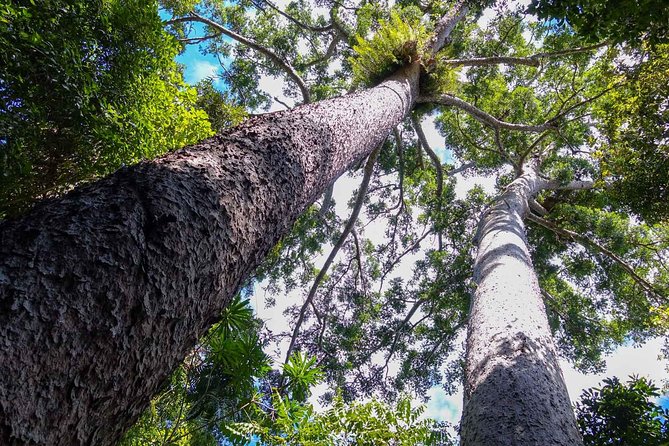 Paronella Park and Millaa Millaa Falls Full-day Tour from Cairns - Why this Atherton Tablelands day works