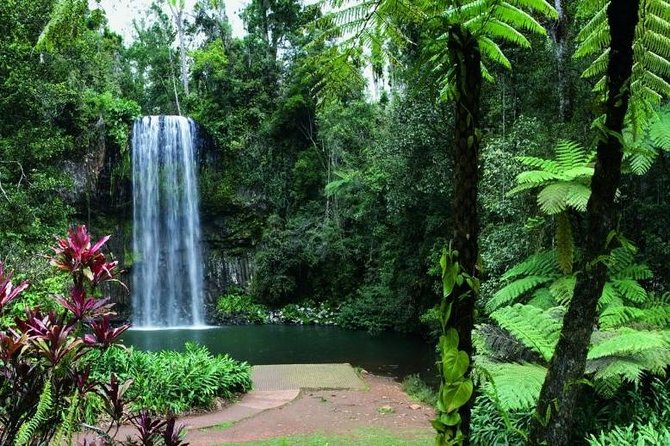 Paronella Park and Millaa Millaa Falls Full-day Tour from Cairns - Millaa Millaa Falls and the cold-water choice