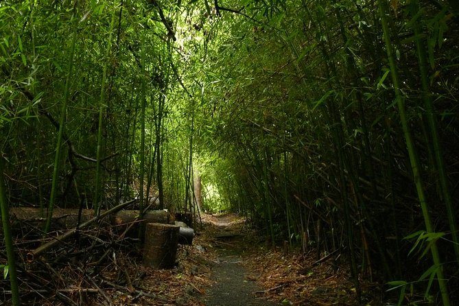 Paronella Park and Millaa Millaa Falls Full-day Tour from Cairns - Paronella Park: the day’s main event