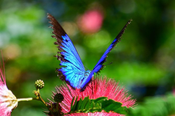 Paronella Park and Millaa Millaa Falls Full-day Tour from Cairns - Food, comfort, and the long road back