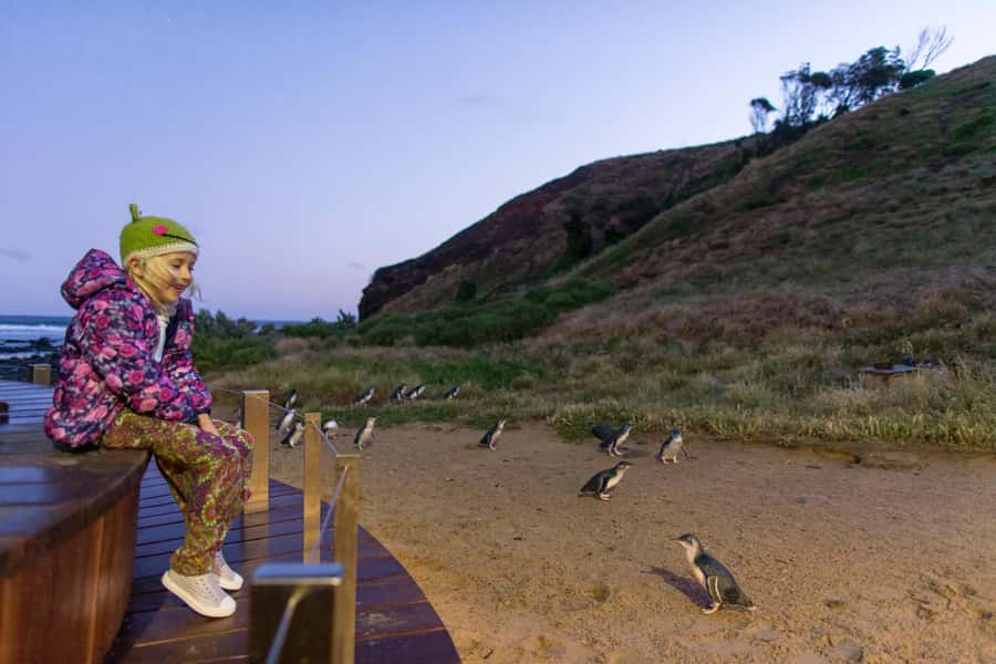 Penguin Parade: General Viewing Ticket - Finding your place in the general grandstands