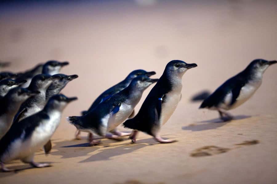 Penguin Parade: General Viewing Ticket - Booking, cancellation, and practical details