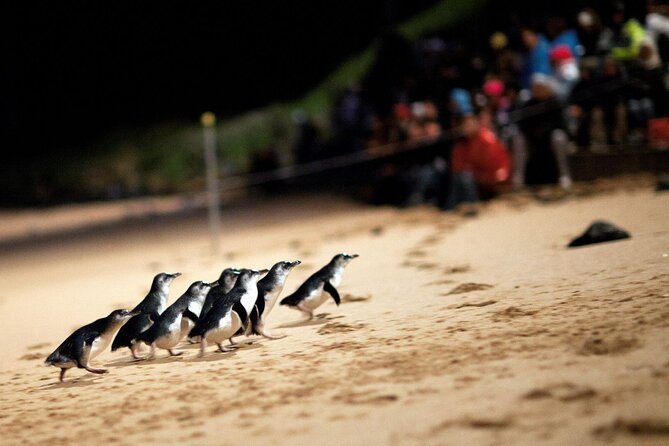 Penguin Parade, & Wildlife Encounters Eco Tour from Melbourne - A long day built around a brief wild spectacle