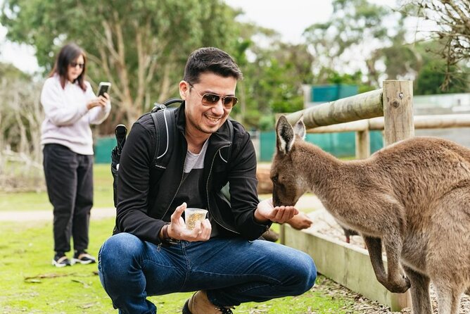 Penguin Parade, & Wildlife Encounters Eco Tour from Melbourne - The Nobbies and Seal Rocks before dark