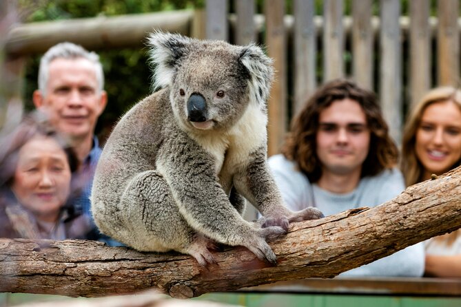 Penguin Parade, & Wildlife Encounters Eco Tour from Melbourne - Is $118.35 good value?