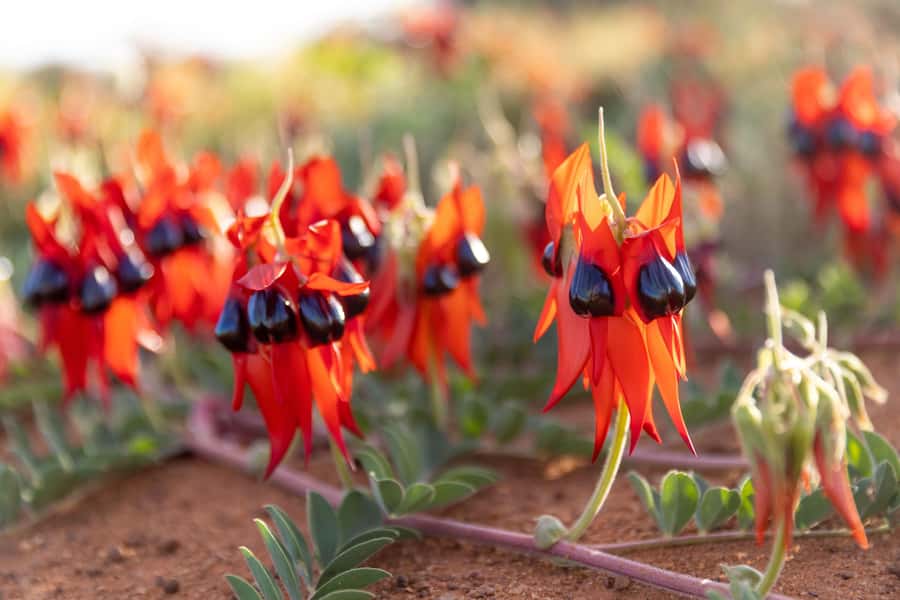 Perth: 7 Day Exmouth Explorer & Ningaloo Reef Return Perth - Accommodation, meals and group life