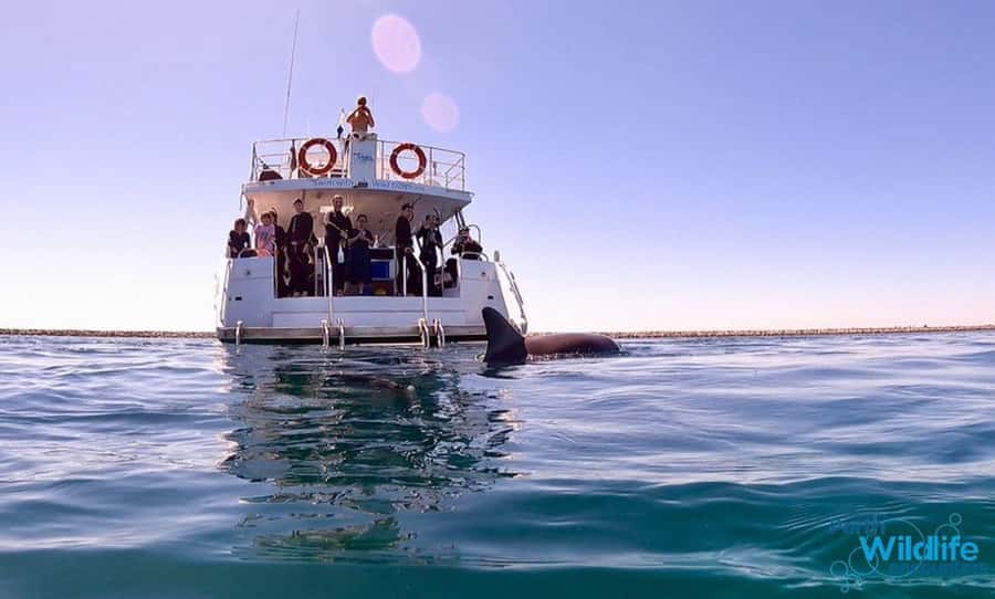Perth: Swim with Wild Dolphins Tour - Why this Rockingham dolphin cruise feels different