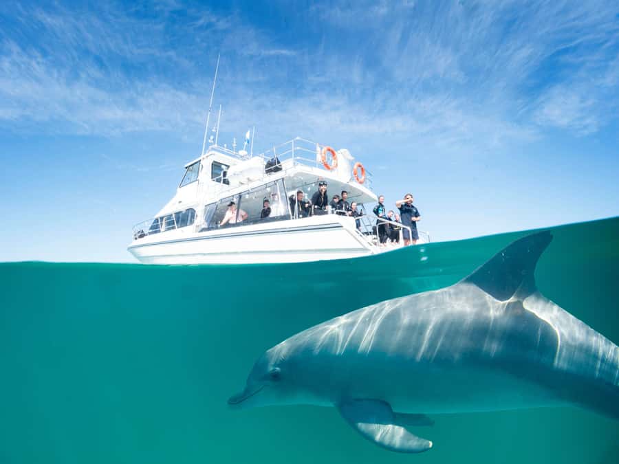 Perth: Swim with Wild Dolphins Tour - Boarding a boat built for getting into the water
