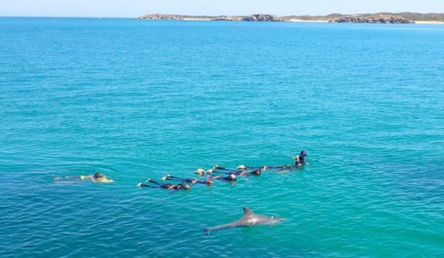 Perth: Swim with Wild Dolphins Tour - Entering the water with the dolphins