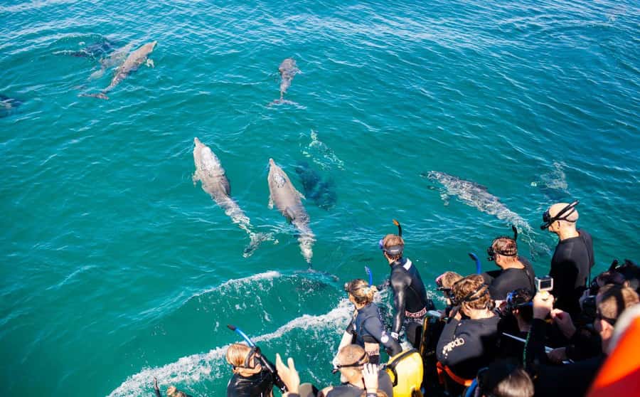 Perth: Swim with Wild Dolphins Tour - A fair system for nervous and confident swimmers