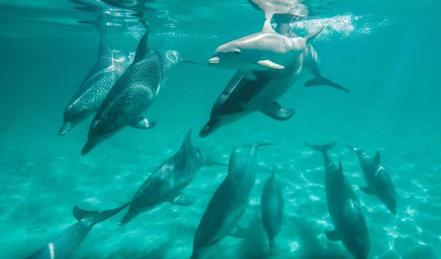 Perth: Swim with Wild Dolphins Tour - From Perth to the Cruising Yacht Club Jetty