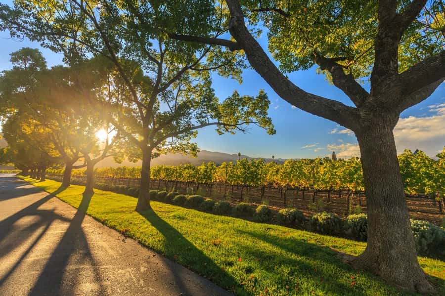 Perth VIP Swan Valley Wine Tour - Premium Small Group Tour - The morning pickup and drive from Perth