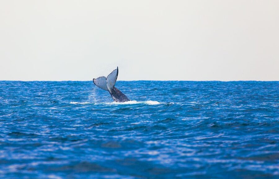 Perth: Whale Watching Cruise from Hillarys Boat Harbour - Key points before you book