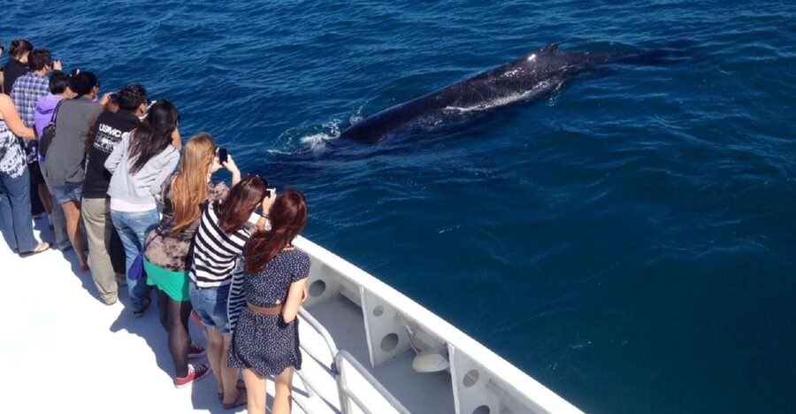 Perth: Whale Watching Cruise from Hillarys Boat Harbour - Setting out from Hillarys Boat Harbour