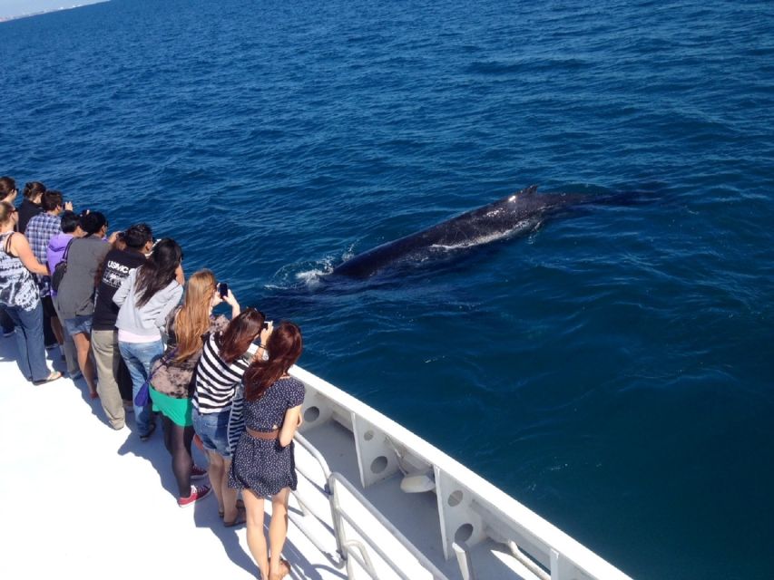 Perth: Whale Watching Cruise from Hillarys Boat Harbour - Three viewing areas and the best place to stand