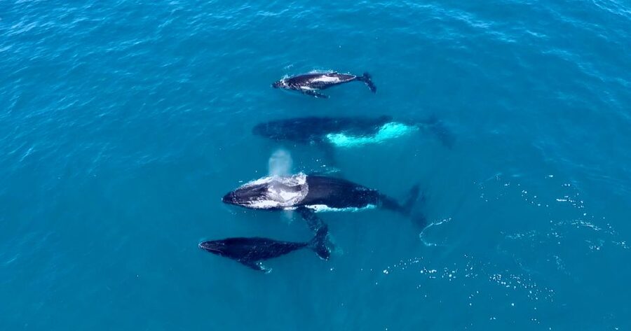 Perth: Whale Watching Cruise from Hillarys Boat Harbour - Food, drinks, and comfort on board