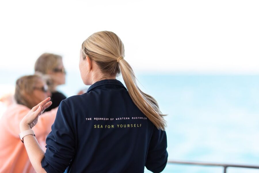 Perth: Whale Watching Cruise from Hillarys Boat Harbour - What the $49 price really buys you