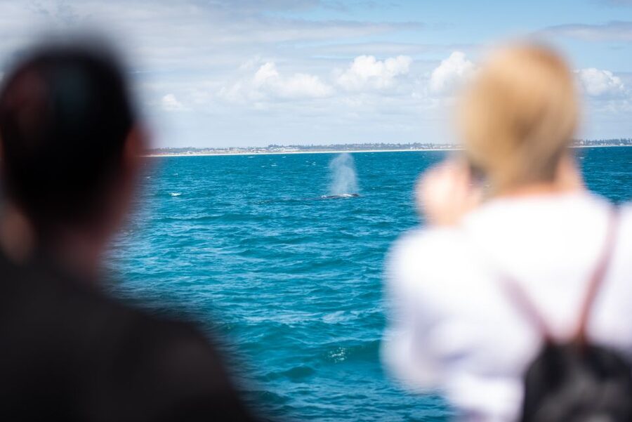 Perth: Whale Watching Cruise from Hillarys Boat Harbour - The two-hour search for humpbacks