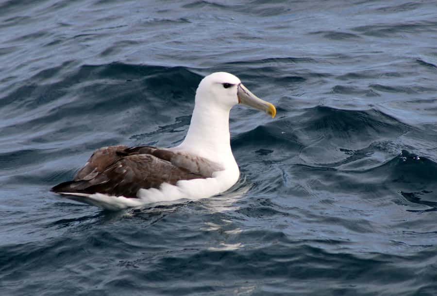 Philip Island: Dolphin and Whale Cruise - Key points to know before you sail