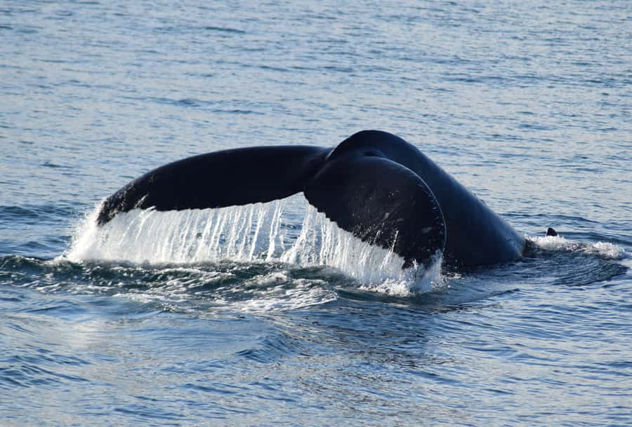 Philip Island: Dolphin and Whale Cruise - Setting out from Phillip Island’s southern coast
