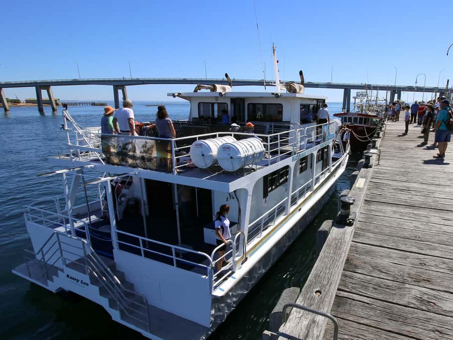 Philip Island: Dolphin and Whale Cruise - Dolphins, seals, and the birds above the water