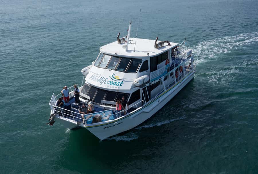 Philip Island: Dolphin and Whale Cruise - What the crew adds to the outing