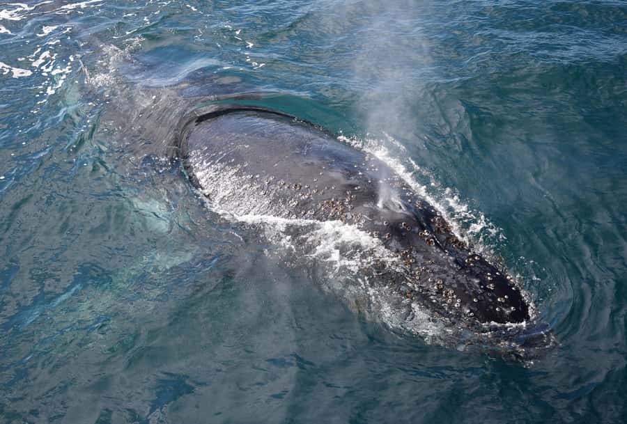Philip Island: Dolphin and Whale Cruise - Practical tips for making the most of it