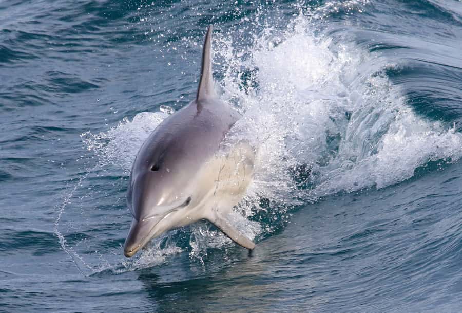 Philip Island: Dolphin and Whale Cruise - Searching for humpback and southern right whales