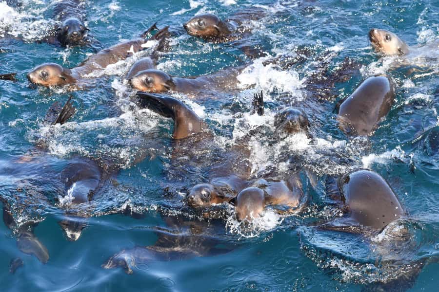 Philip Island: Seal Watching Cruise - Key points to know before booking
