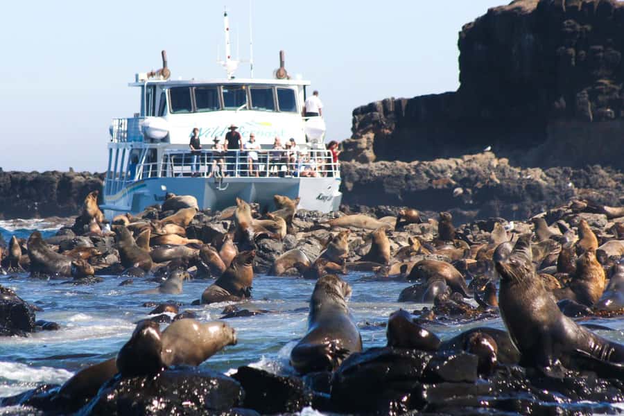 Philip Island: Seal Watching Cruise - From Cowes to the open coast