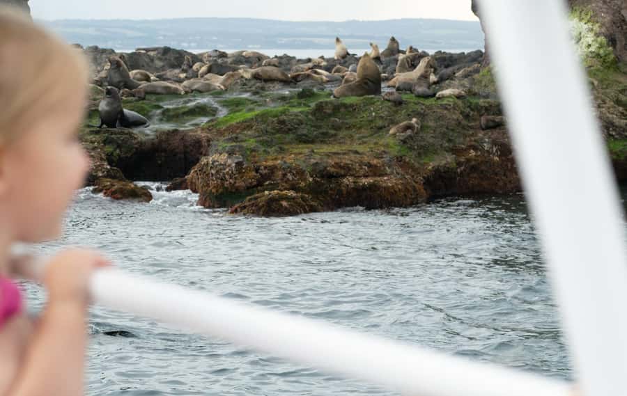Philip Island: Seal Watching Cruise - The boat, viewing areas, and small extras
