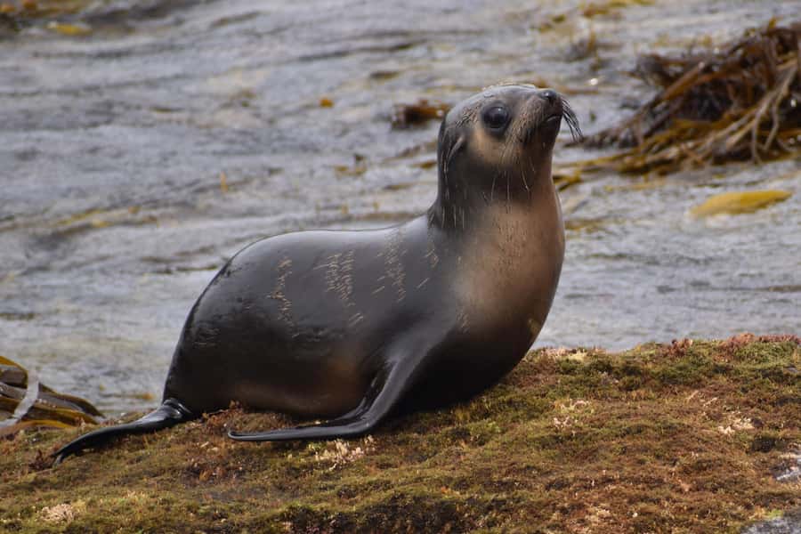 Philip Island: Seal Watching Cruise - Sea conditions and motion sickness