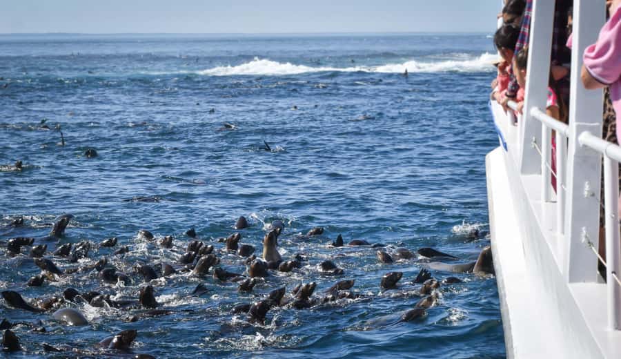 Philip Island: Seal Watching Cruise - Is $81 a fair price?