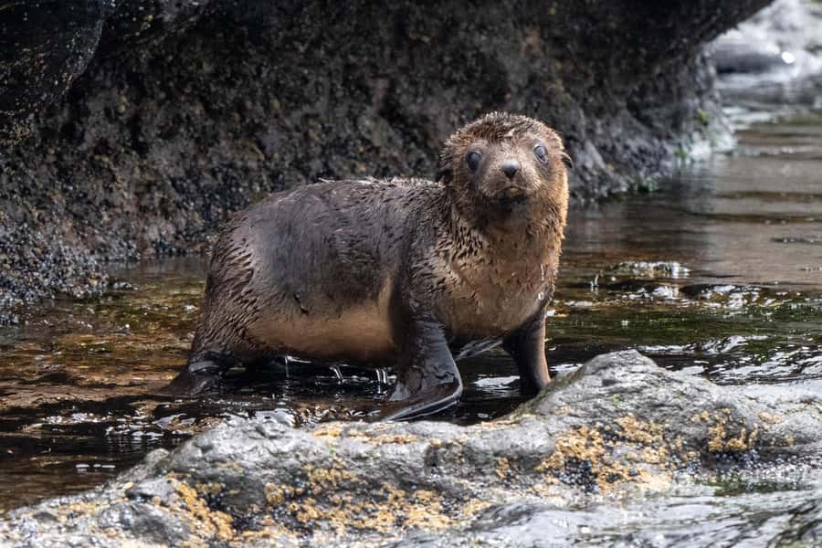 Philip Island: Seal Watching Cruise - Reaching Seal Rocks and the fur seal colony