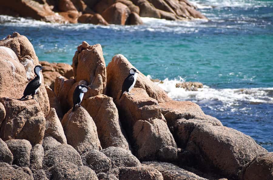 Phillip Island: 1-Hour Cape Woolamai Scenic Cruise - Commentary that adds meaning to the view