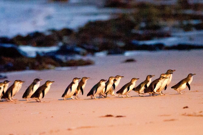 Phillip Island Day Trip from Melbourne with Penguin Plus Viewing Platform - Why the penguin parade makes the long day worthwhile