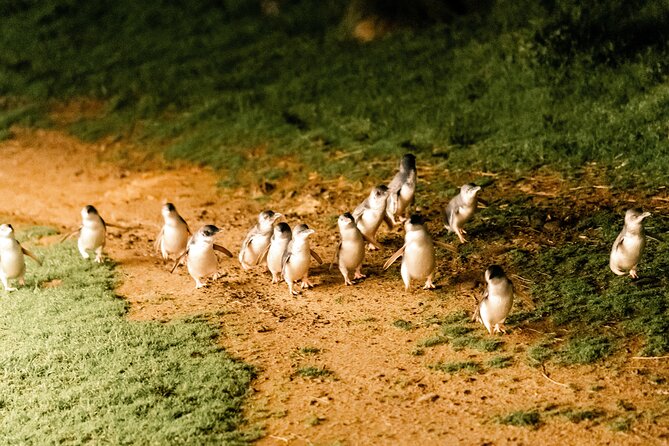 Phillip Island Day Trip from Melbourne with Penguin Plus Viewing Platform - Who should book this Phillip Island tour?