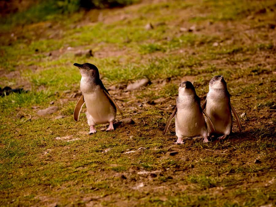 Phillip Island: Golden Hour Penguin Express Tour - Key points to know