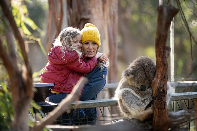 Phillip Island Penguin and Koala Highlights Day-Trip from Melbourne - Why the Little Penguin Parade is worth the long ride