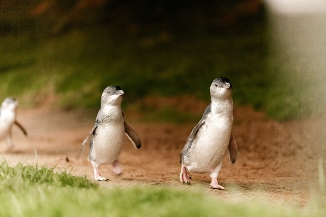 Phillip Island Penguin and Koala Highlights Day-Trip from Melbourne - Cowes, lunch, and a useful break