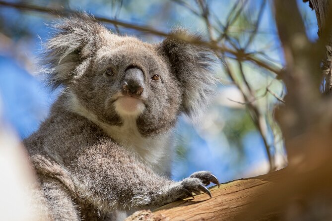 Phillip Island Penguin and Koala Highlights Day-Trip from Melbourne - Cold evenings, crowds, and the practical details