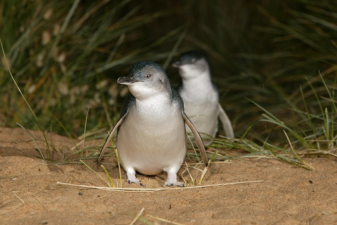 Phillip Island Penguin and Koala Highlights Day-Trip from Melbourne - Who will enjoy this Phillip Island day trip?