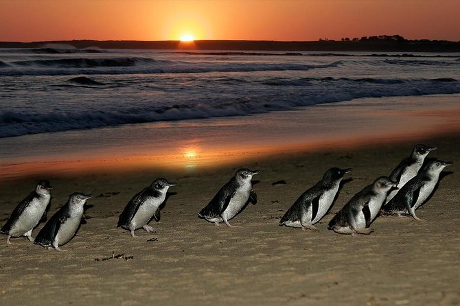 Phillip Island Penguin and Koala Highlights Day-Trip from Melbourne - Starting in Melbourne and settling into the coach