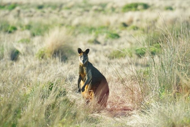 Phillip Island & Penguin Parade Afternoon Eco Tour from Melbourne - The Nobbies delivers sea views in a short visit