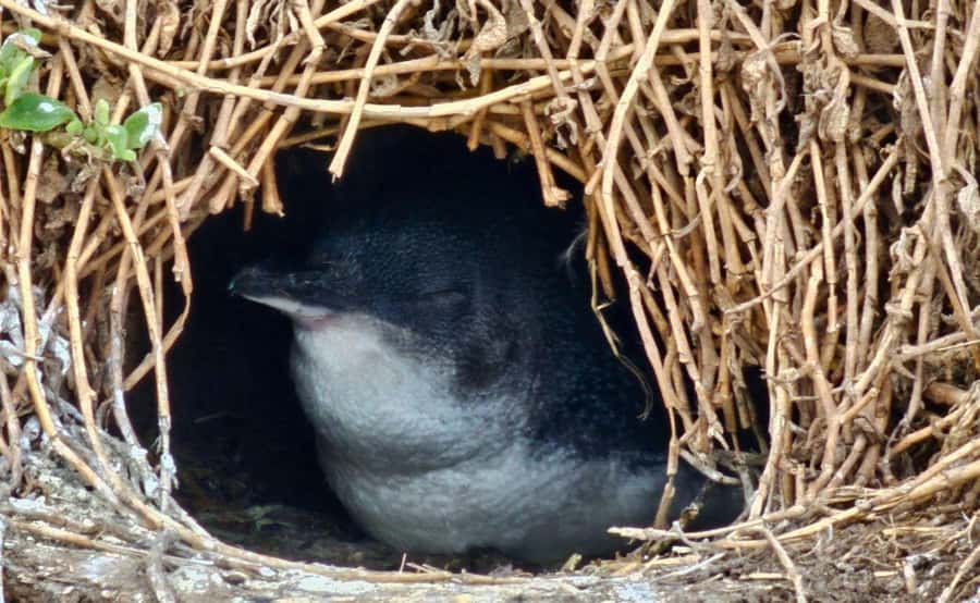 Phillip Island Penguin Parade Afternoon Tour from Melbourne - Key points to know before you book