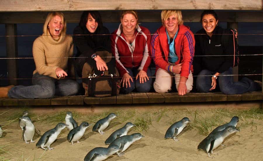 Phillip Island Penguin Parade Afternoon Tour from Melbourne - From Melbourne to Phillip Island in two hours