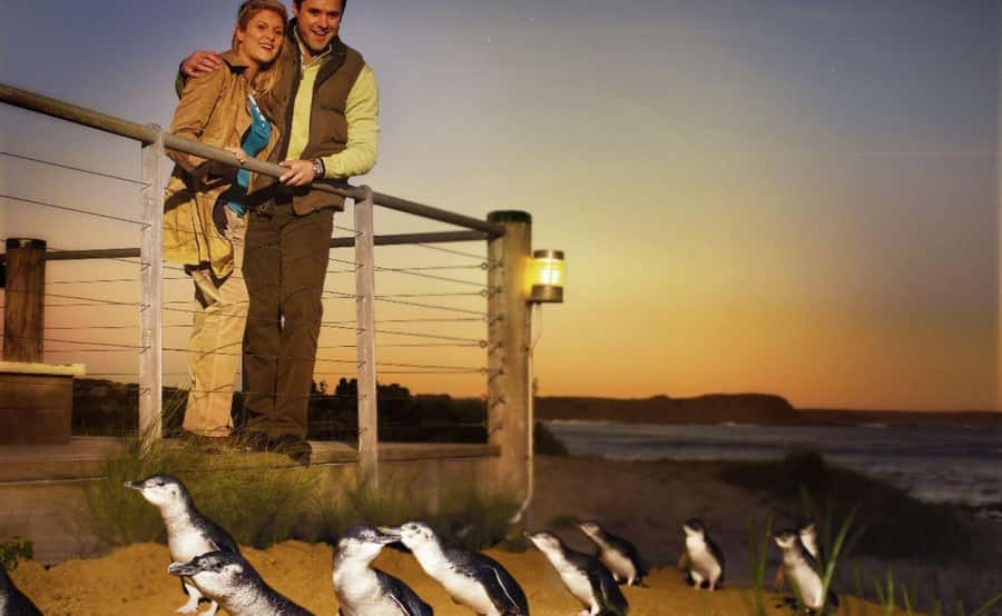 Phillip Island Penguin Parade Afternoon Tour from Melbourne - Why the guide matters on a long afternoon