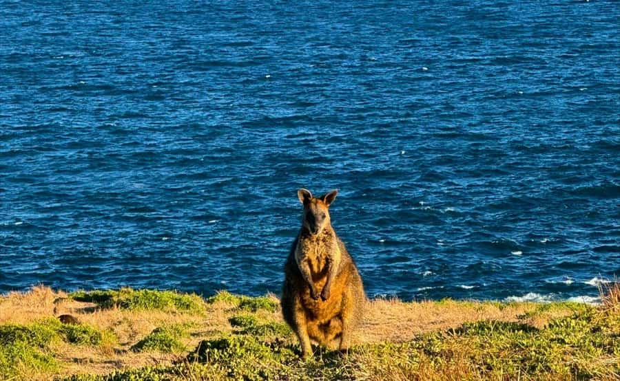 Phillip Island Penguin Parade Afternoon Tour from Melbourne - FAQ