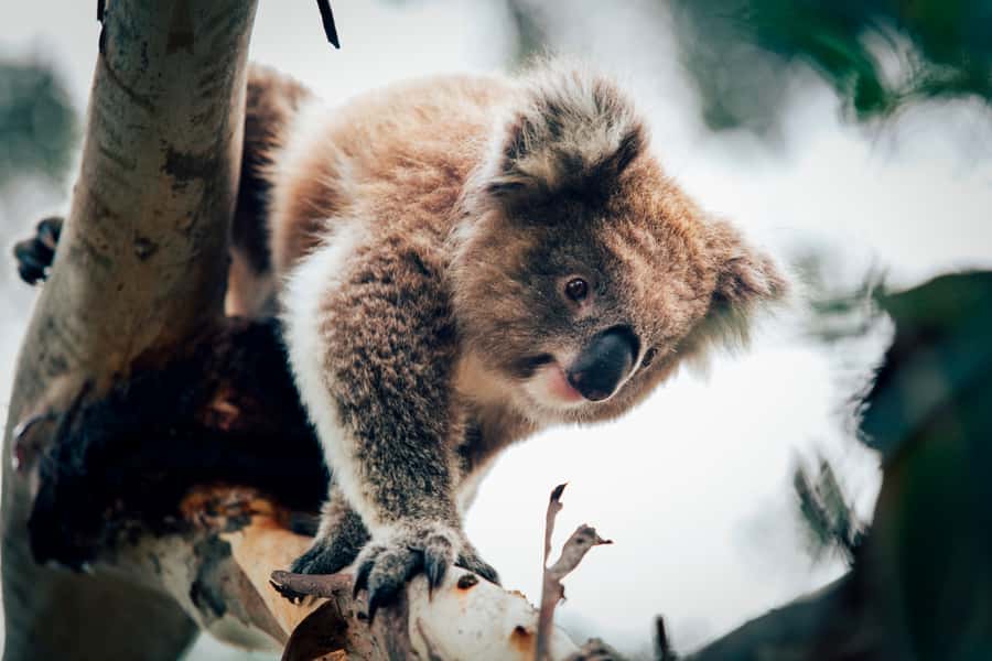 Phillip Island: Penguin Parade and Multi Attraction Pass - Why the Penguin Parade deserves the evening